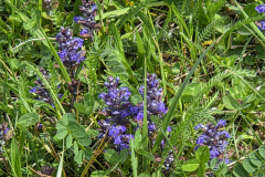 250426_Graureiher-26