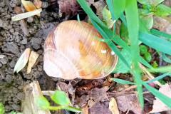 250426_Graureiher-33