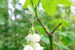 250426_Graureiher-39