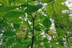 250426_Graureiher-40