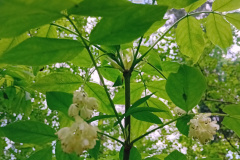 250426_Graureiher-41