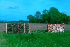 250426_Graureiher-58