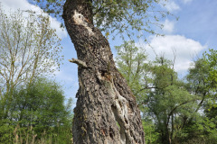 250426_Graureiher-6