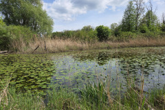 250426_Graureiher-7