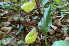 250530_Fränkische_Schweiz