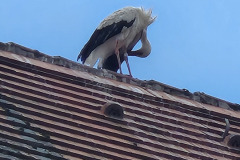 250627_Stoerche-30