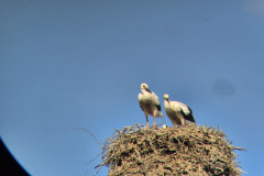 250627_Stoerche-40