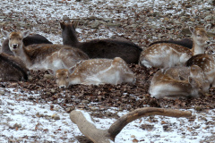 260103_Tierpark-29