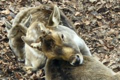 260103_Tierpark-30