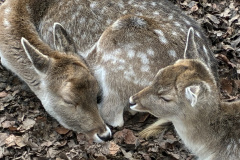 260103_Tierpark-31