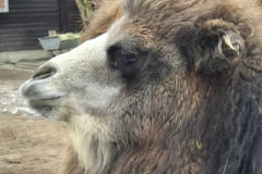 260103_Tierpark-37