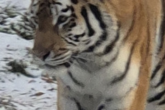 260103_Tierpark-42