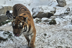 260103_Tierpark-43