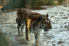 260103_Tierpark-44