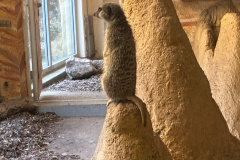 260103_Tierpark-46