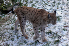 260103_Tierpark-49