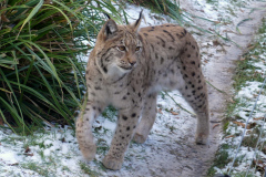260103_Tierpark-50