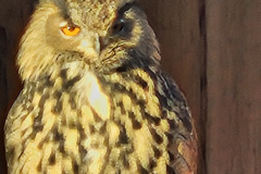 260103_Tierpark-55