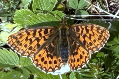 260418_Fruehjahrsboten-102