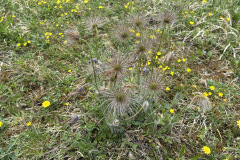 260418_Fruehjahrsboten-104