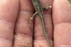 260418_Fruehjahrsboten-110