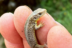 260418_Fruehjahrsboten-111