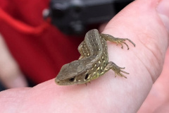 260418_Fruehjahrsboten-112