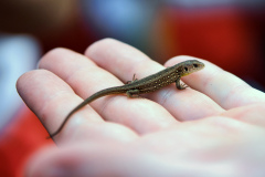 260418_Fruehjahrsboten-112_