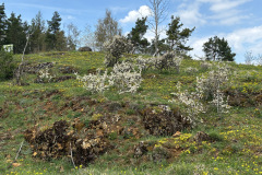 260418_Fruehjahrsboten-113