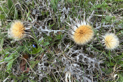 260418_Fruehjahrsboten-122