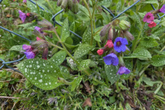 260418_Fruehjahrsboten-124