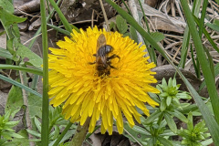 260418_Fruehjahrsboten-33