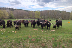 260418_Fruehjahrsboten-40