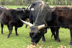 260418_Fruehjahrsboten-41