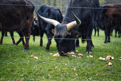 260418_Fruehjahrsboten-41_