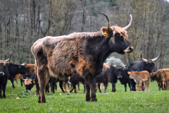 260418_Fruehjahrsboten-42_