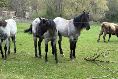 260418_Fruehjahrsboten-43