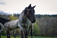 260418_Fruehjahrsboten-43_