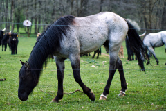 260418_Fruehjahrsboten-43__