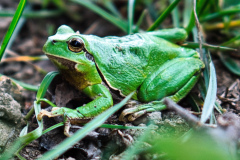 260418_Fruehjahrsboten-43___