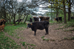 260418_Fruehjahrsboten-59_