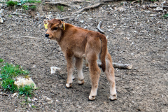 260418_Fruehjahrsboten-59__