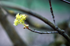 260418_Fruehjahrsboten-59____