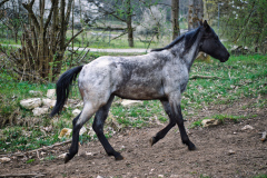 260418_Fruehjahrsboten-59_____