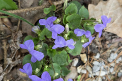 260418_Fruehjahrsboten-60