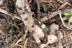 260418_Fruehjahrsboten-62