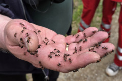 260418_Fruehjahrsboten-63