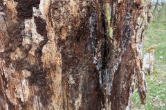 260418_Fruehjahrsboten-69