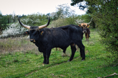 260418_Fruehjahrsboten-72_