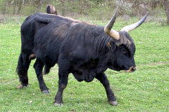 260418_Fruehjahrsboten-73